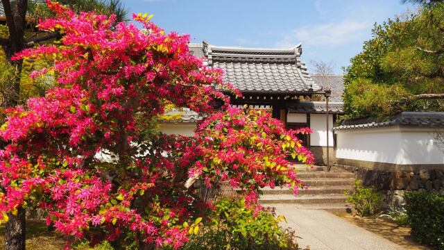 春の天龍寺