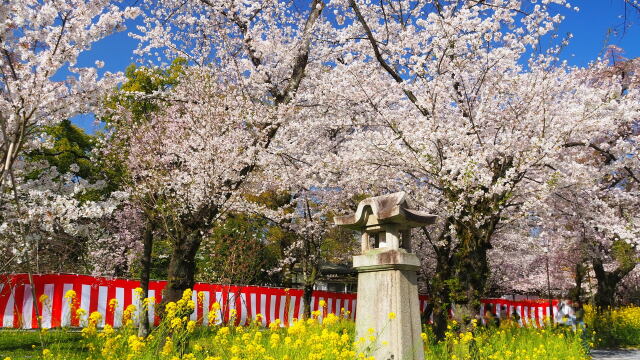 春の平野神社