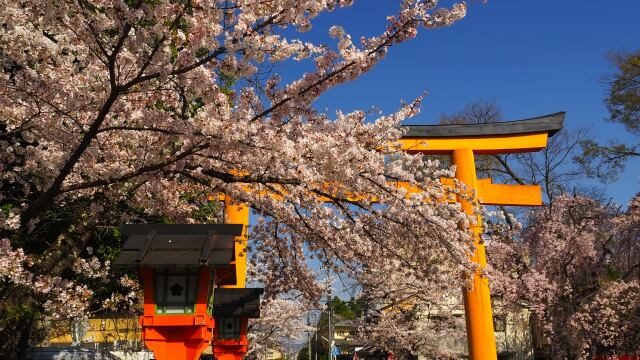 春の平野神社