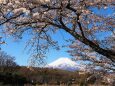 忍野村の桜と富士山