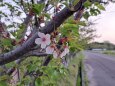 桜、あと僅か