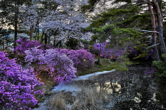 夕暮れ時の花筏