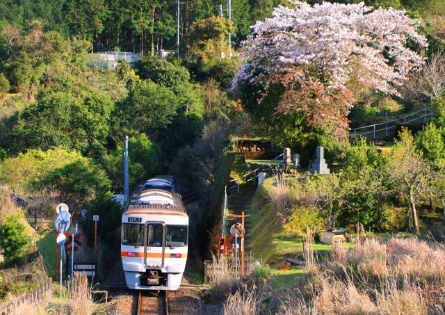 桜と紀勢本線