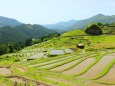 春の千枚田