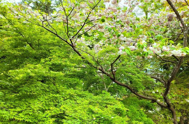 桜と青紅葉