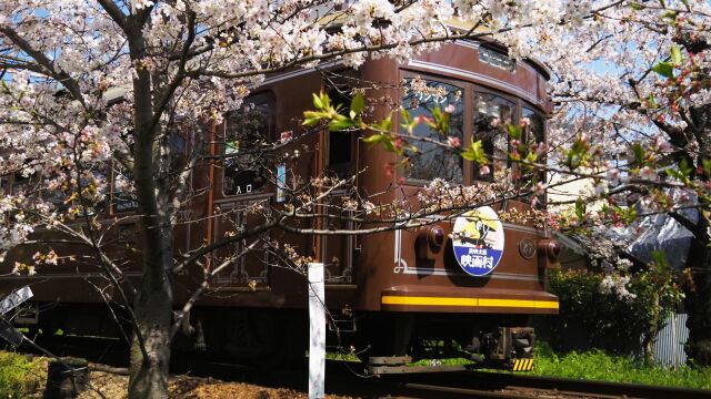 宇多野の桜と嵐電