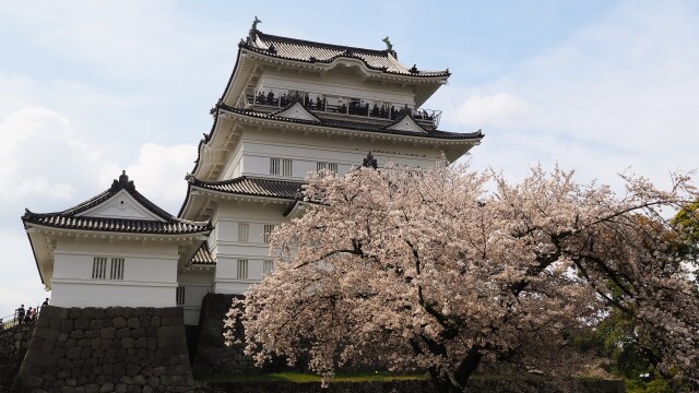 春の小田原城