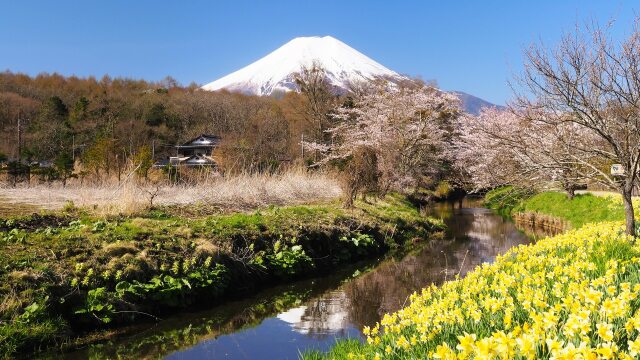 忍野村の桜と水仙と富士山