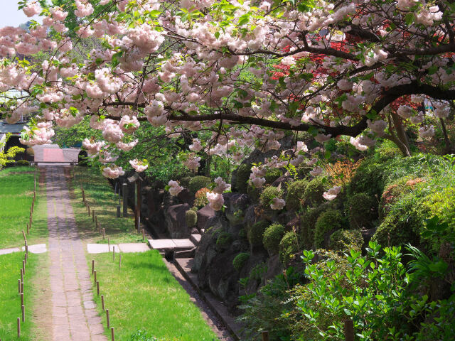 参道の桜