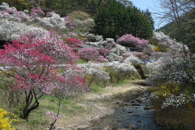 花桃の里