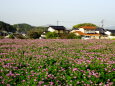 レンゲの風景 4月中旬