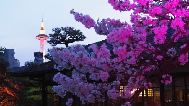 春の夜の渉成園