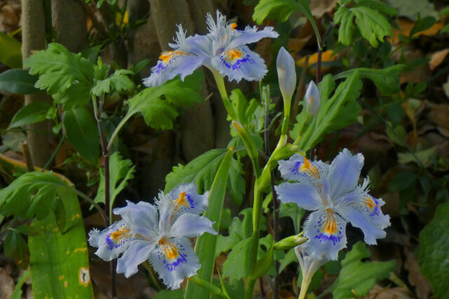 陽だまりのシャガの花