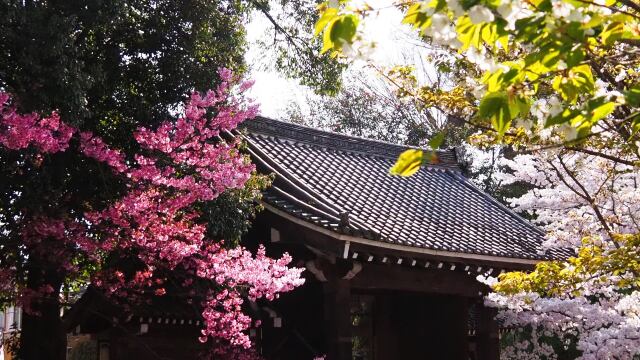 春の平野神社