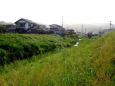 ホタルが育っている川に春雨