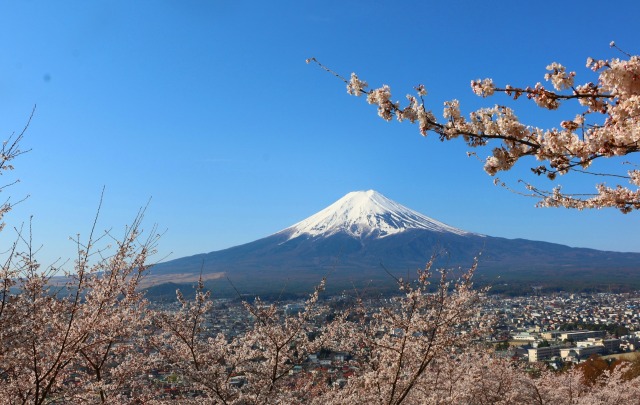 桜と富士山