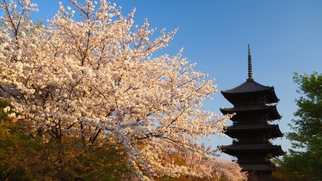 春の東寺