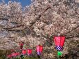 春の大阪城公園