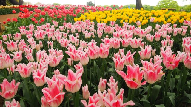 昭和記念公園のチューリップ