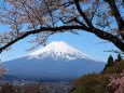 富士見孝徳公園の桜と富士山