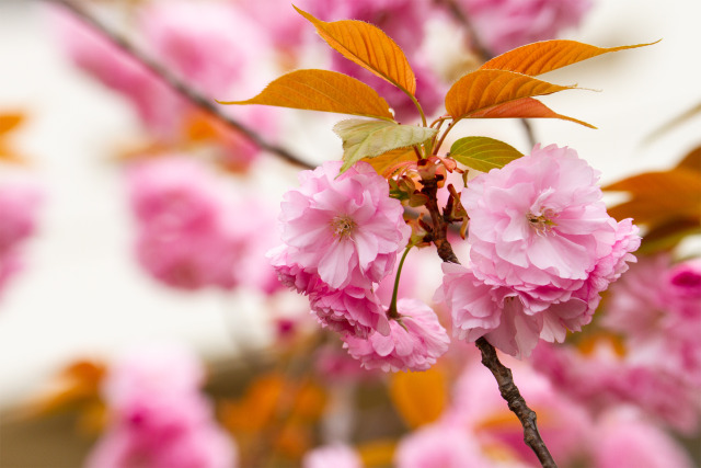 八重桜