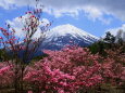 ミツバツツジ&富士山