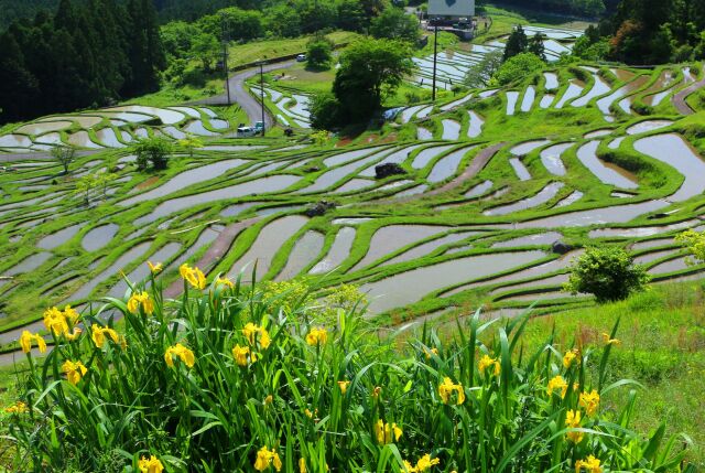 春の千枚田