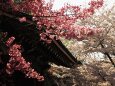 春の平野神社