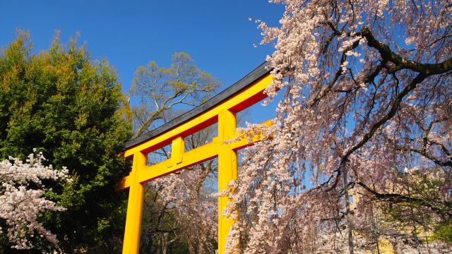 春の平野神社