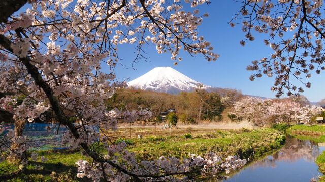 忍野村の桜と富士山