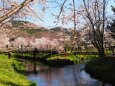 忍野村の桜