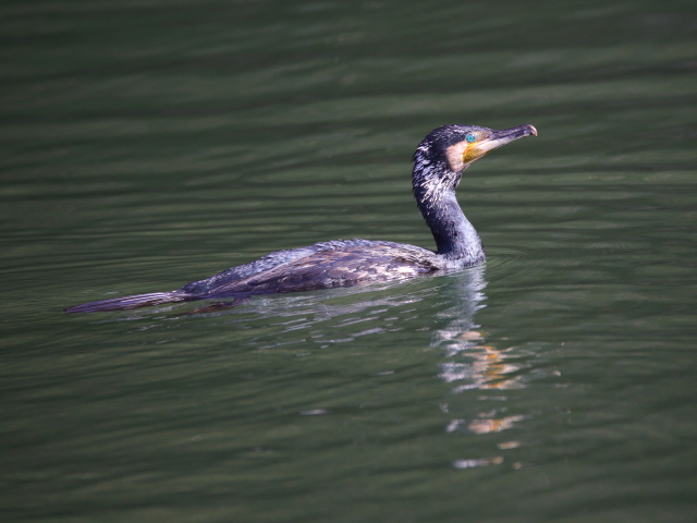 カワウ君