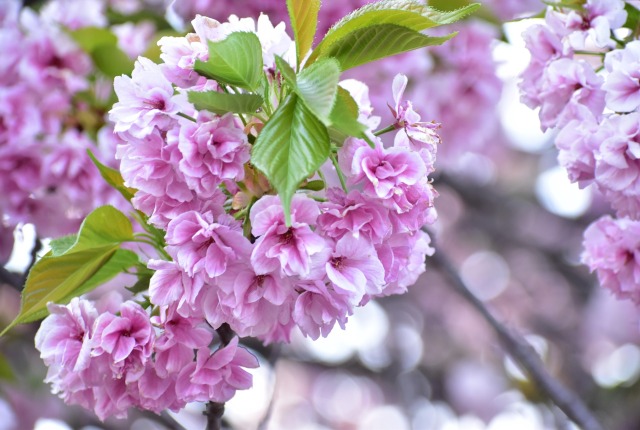 八重桜