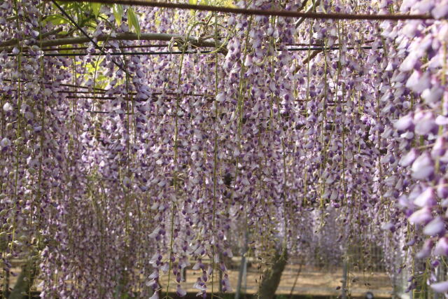 藤の花のかあてん