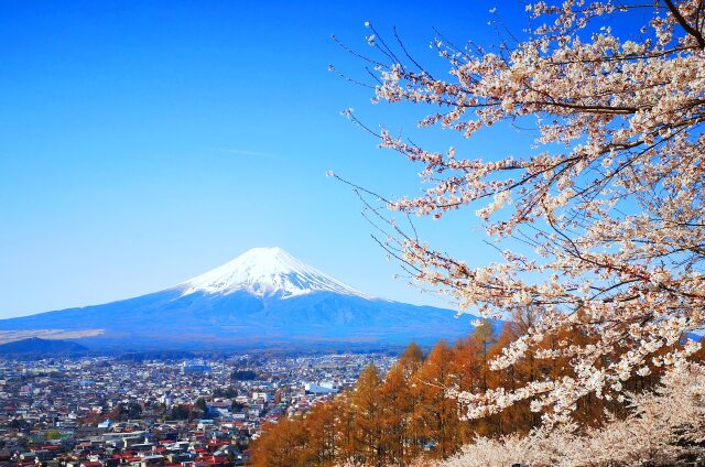 桜と富士山