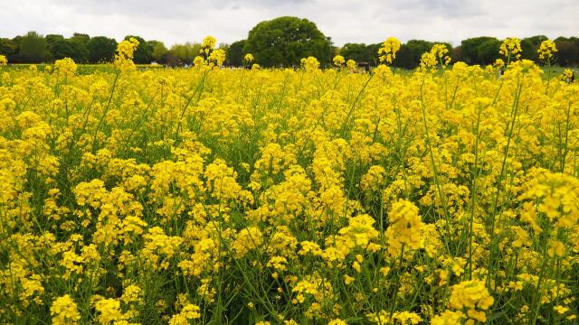 昭和記念公園の菜の花