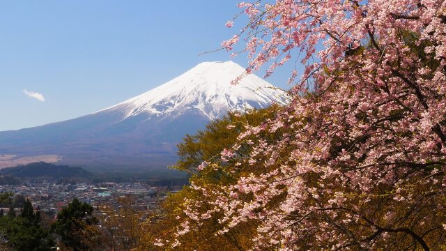 富士見孝徳公園の桜と富士山