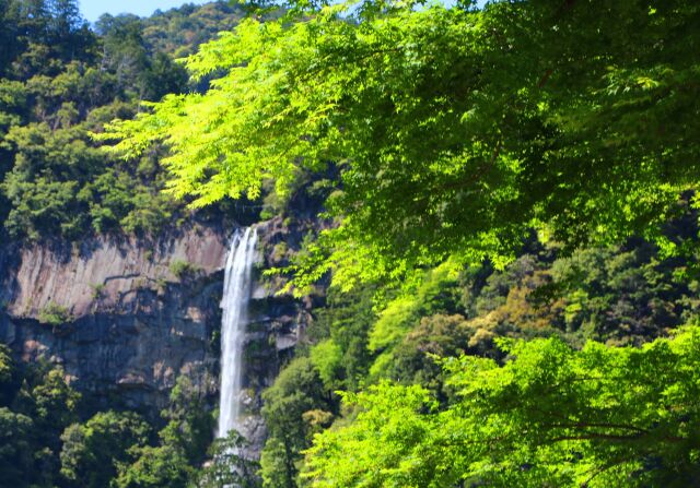 新緑の那智の滝