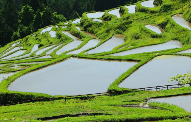 春の千枚田