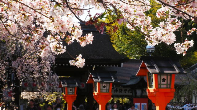 春の平野神社