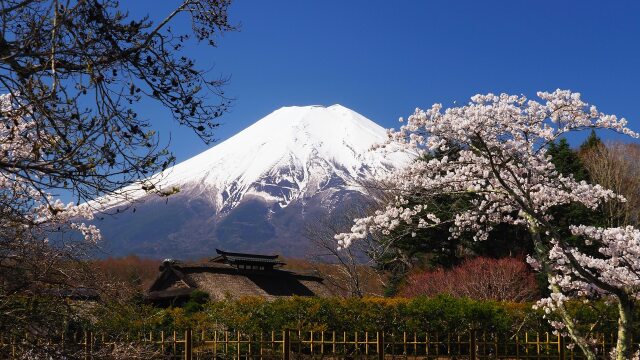 春の忍野村の桜と富士山