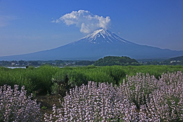 大石公園の富士山