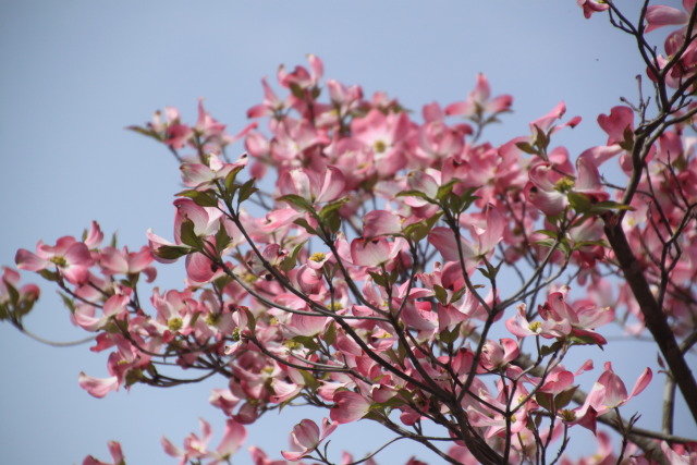 こぶしの花満開2