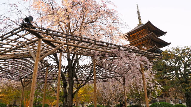 春の東寺