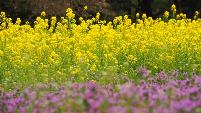 昭和記念公園の菜の花