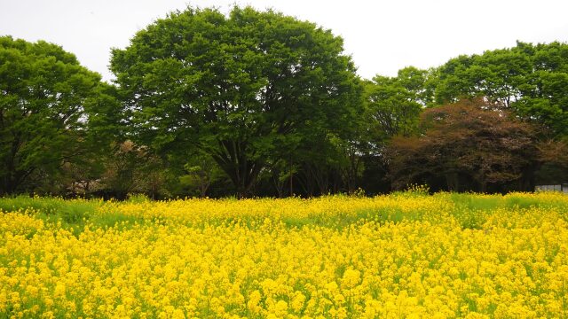 昭和記念公園の菜の花