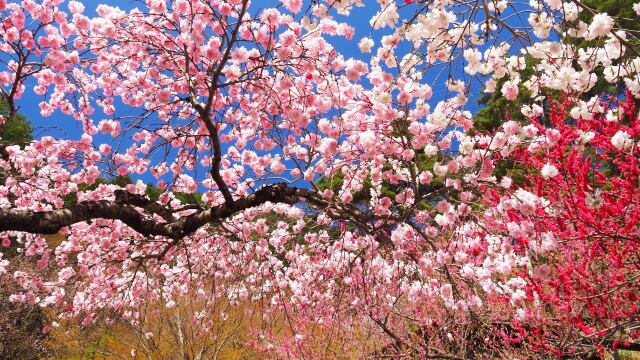 富士見孝徳公園の花桃