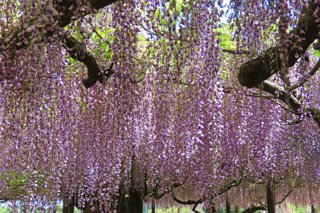 住雲寺の藤の花 2