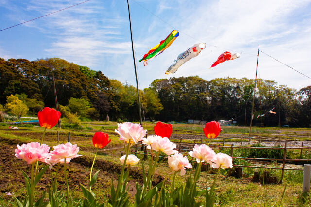 散歩道の花 2023-4-21