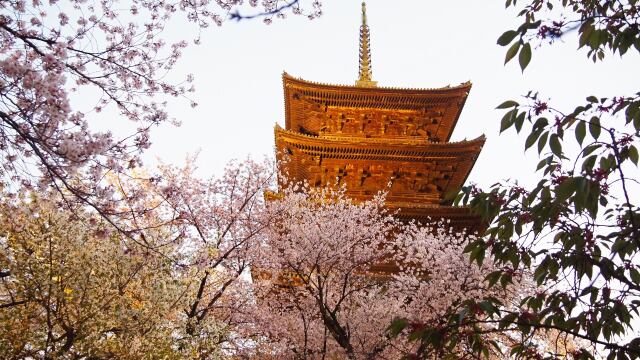 春の夜の東寺